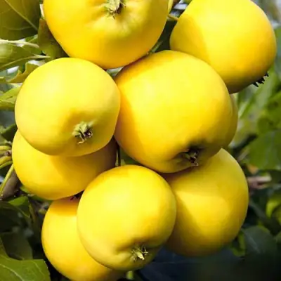 Яблоня УРАЛЬСКОЕ НАЛИВНОЕ в Жлобине