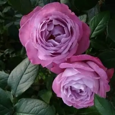 Роза АКВА чайно-гибридная в Жлобине