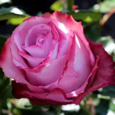 Роза ДИП ВОТЕР чайно-гибридная в Жлобине