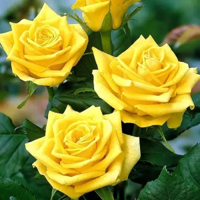 Роза ПАПИЛОН чайно-гибридная в Жлобине