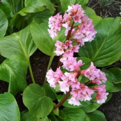 Бадан БЭБИ ДОЛЛ в Жлобине