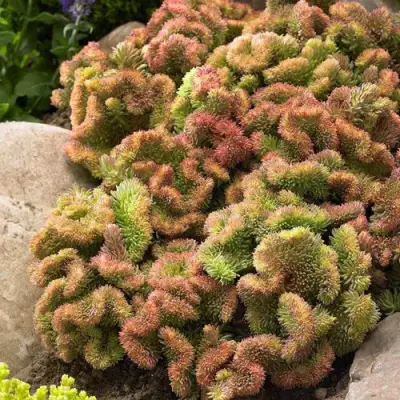 Очиток (седум) КРИСТАТУМ отогнутый в Жлобине