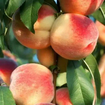 Персик ЛОЙКО 2 в Жлобине