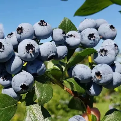 Голубика НЕЛЬСОН в Жлобине