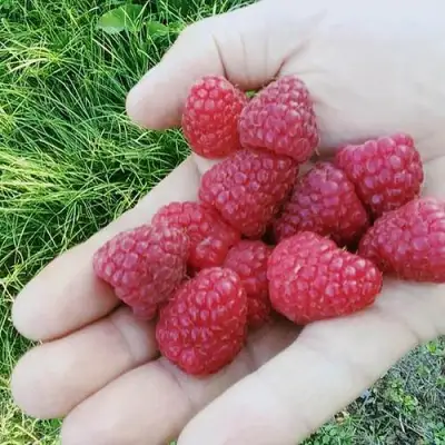 Малина ПОЛЬКА (ПОЛКА) в Жлобине