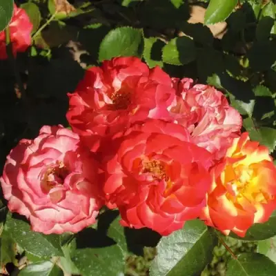 Роза ТАЙФУН спрей в Жлобине