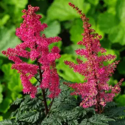 Астильба МУЛЕН РУЖ курчавая в Жлобине