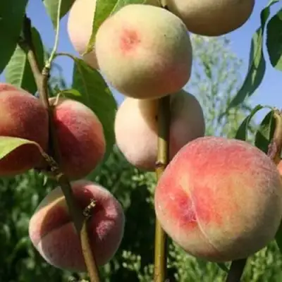 Персик ДОНЕЦКИЙ БЕЛЫЙ в Жлобине