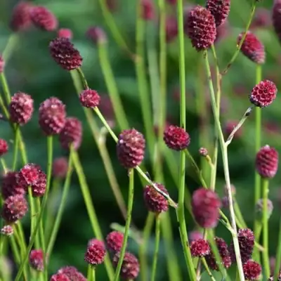 Кровохлебка ЧОКОЛАТ ТИП в Жлобине