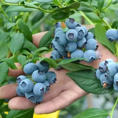 Голубика ТОРО в Жлобине