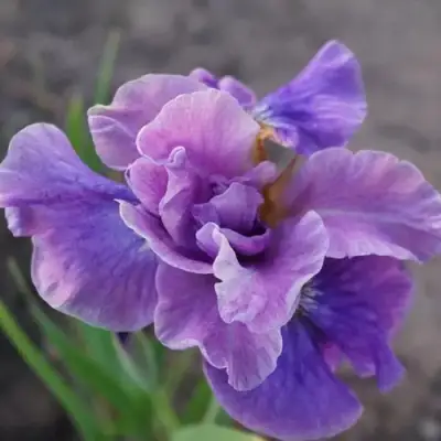 Ирис ХЭВИНГ ФАН сибирский в Жлобине