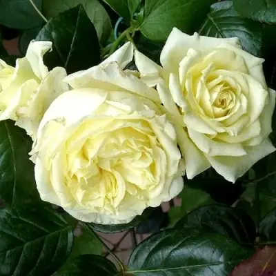 Роза ЭЛЬФ плетистая в Жлобине