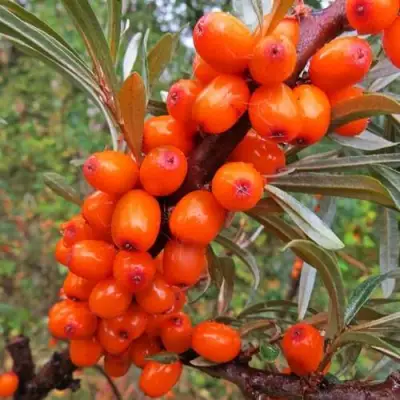 Облепиха ДЖЕМОВАЯ в Жлобине