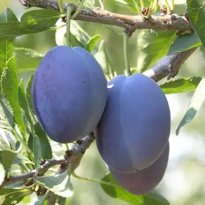 Слива СТЭНЛИ в Жлобине