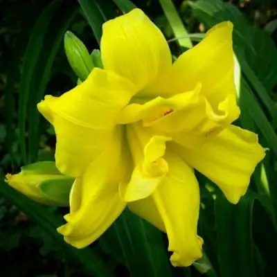 Лилейник ДАБЛ РИВЕР ВАЙ гибридный в Жлобине