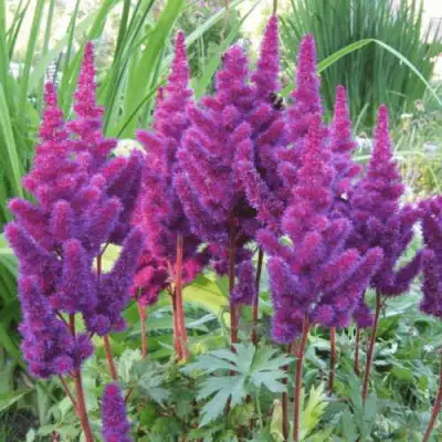 Астильба БЛЭК ЭНД БЛУ китайская в Жлобине