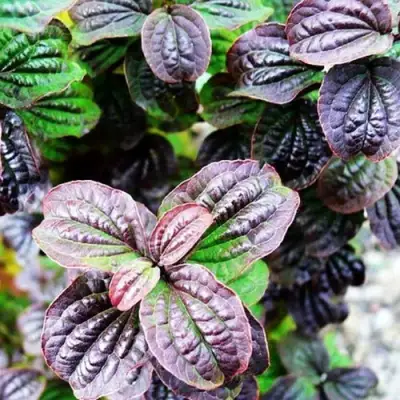 Дерен КОМПРЕССА кроваво-красный в Жлобине