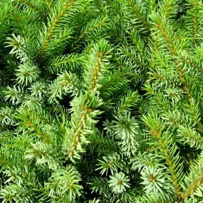 Ель НАНА сербская в Жлобине