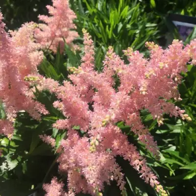 Астильба БРЕССИНГЕМ БЬЮТИ Арендса в Жлобине