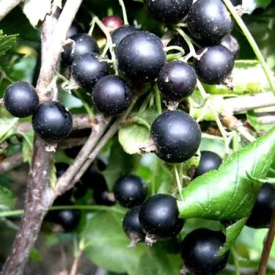 Смородина чёрная НЕСТЕР КОЗИН в Жлобине