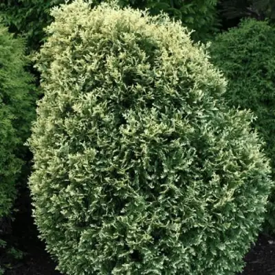 Туя ЛИТОМИШИЛ западная в Жлобине