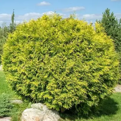Туя ГОЛДЕН ГЛОБ западная в Жлобине