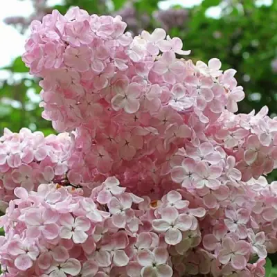 Сирень ВЕЧЕРНИЙ ЗВОН в Жлобине