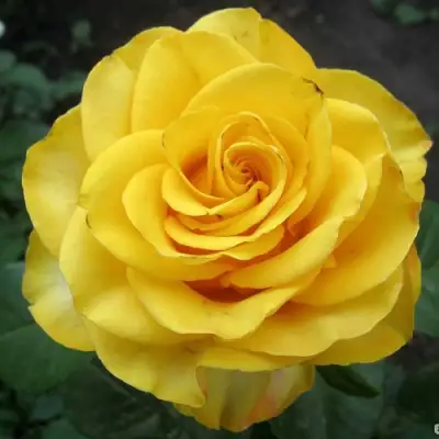 Роза КЕРИО чайно-гибридная в Жлобине