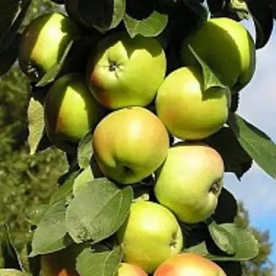 Яблоня ПРЕЗИДЕНТ колонновидная в Жлобине