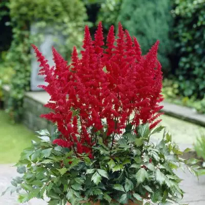 Астильба СПАРТАН Арендса в Жлобине