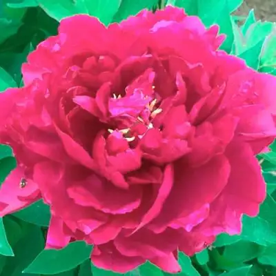 Пион ОСТРОВНОЙ МИНИСТР древовидный в Жлобине