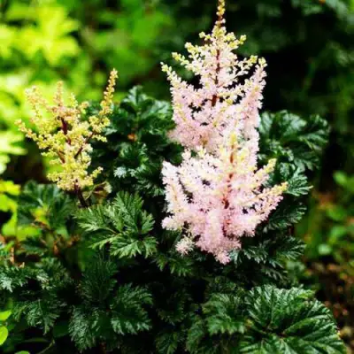 Астильба ЛИЛИПУТ курчавая в Жлобине