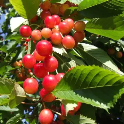 Черешня БРЯНСКАЯ РОЗОВАЯ в Жлобине