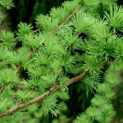 Лиственница европейская в Жлобине