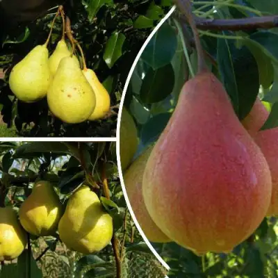 Комплект ТРИ ГРАЦИИ в Жлобине