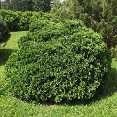 Туя УМБРАКУЛИФЕРА западная в Жлобине