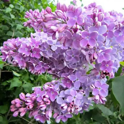 Сирень ОЛЯ в Жлобине