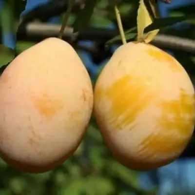 Слива ВАШИНГТОН в Жлобине