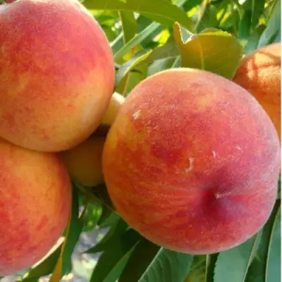 Персик ДИВНЫЙ в Жлобине