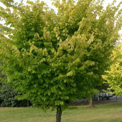 Вяз обыкновенный в Жлобине