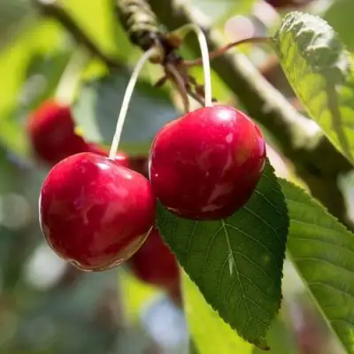 Черешня ТЕРЕМОШКА в Жлобине
