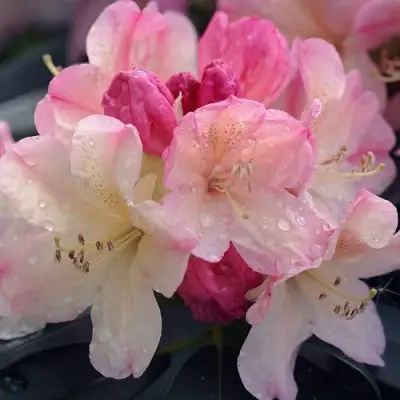 Рододендрон ПЕРСИ ВАЙСМАН в Жлобине