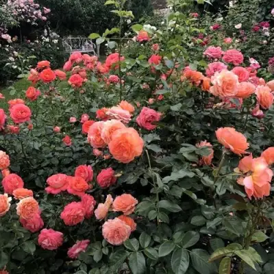 Роза БЕЛЬВЕДЕР шраб в Жлобине