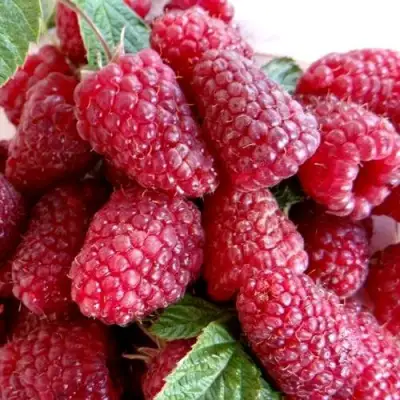 Малина КАСКАД ДЕЛАЙТ в Жлобине