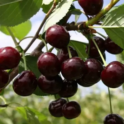 Вишня СВЕРДЛОВЧАНКА степная в Жлобине