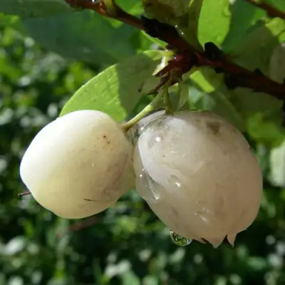 Голубика СНЕГУРОЧКА в Жлобине