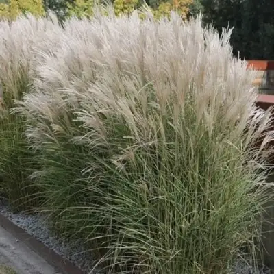 Мискантус КЛЯЙН СИЛЬБЕРСПАЙН китайский  в Жлобине