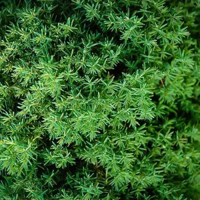 Туя ТЕДДИ западная в Жлобине