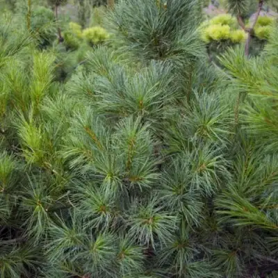 Сосна АРМАНДИ в Жлобине