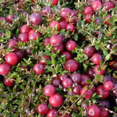 Клюква БЕН ЛИР в Жлобине